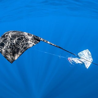Razza vittima della mplastica - Foto di Greg Lecoeur  postate sulle reti sociali