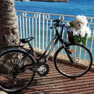 "Vita da cani..." di Luisella Cappio