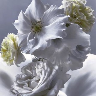 “Roses from my Garden”, mostra di Nick Knight al Museo della Fotografia di Nizza