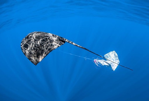 Razza vittima della mplastica - Foto di Greg Lecoeur  postate sulle reti sociali