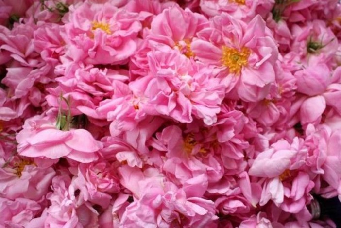 Grasse: nel pieno la raccolta della rosa centifolia - Montecarlonews.it