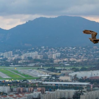 Rimessa in libertà c Maire de Cannes