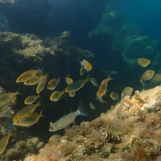 Sottocosta …a cura di Ghjuvan Pasquale