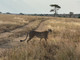Safari in Tanzania. Cosa vedere in 7 giorni