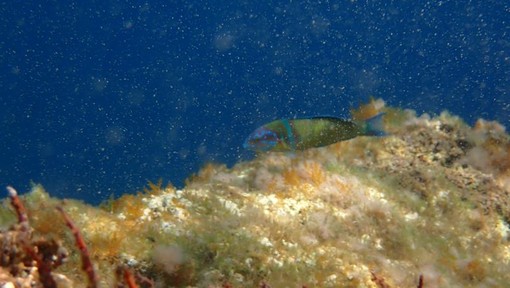 Sottocosta …a cura di Ghjuvan Pasquale Sottocosta …a cura di Ghjuvan Pasquale