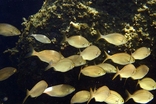 Sottocosta …a cura di Ghjuvan Pasquale