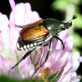 Lo scarabeo che fa paura arriva a Cannes: scatta l’allerta sulla Costa Azzurra