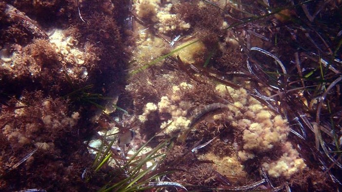 Sottocosta …a cura di Ghjuvan Pasquale