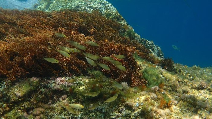 Sottocosta …a cura di Ghjuvan Pasquale Sottocosta …a cura di Ghjuvan Pasquale