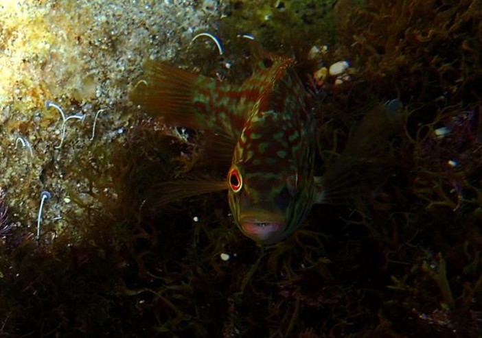 Sottocosta …a cura di Ghjuvan Pasquale Sottocosta …a cura di Ghjuvan Pasquale