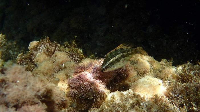 Sottocosta …a cura di Ghjuvan Pasquale Sottocosta …a cura di Ghjuvan Pasquale