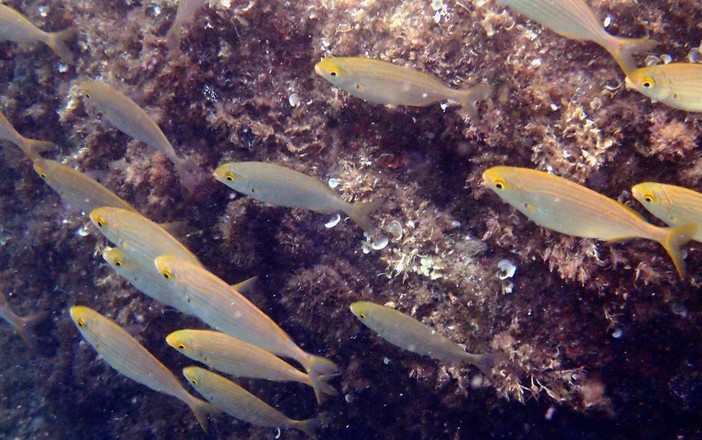 Sottocosta …a cura di Ghjuvan Pasquale