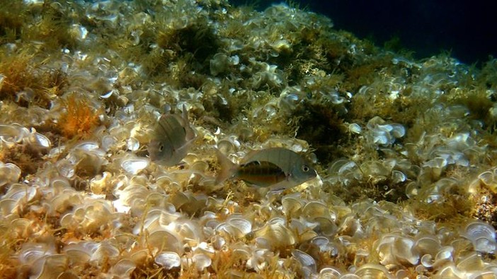 Sottocosta …a cura di Ghjuvan Pasquale