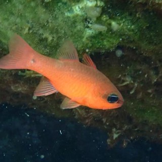 Sottocosta …a cura di Ghjuvan Pasquale