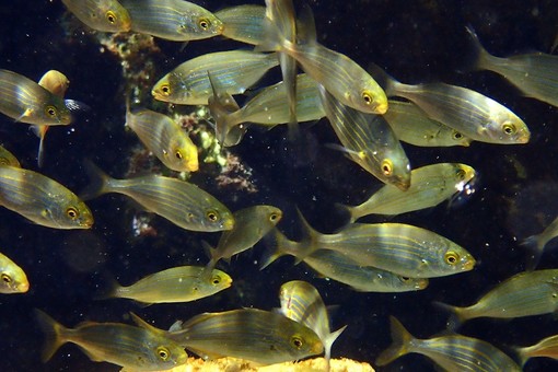 Sottocosta …a cura di Ghjuvan Pasquale Sottocosta …a cura di Ghjuvan Pasquale