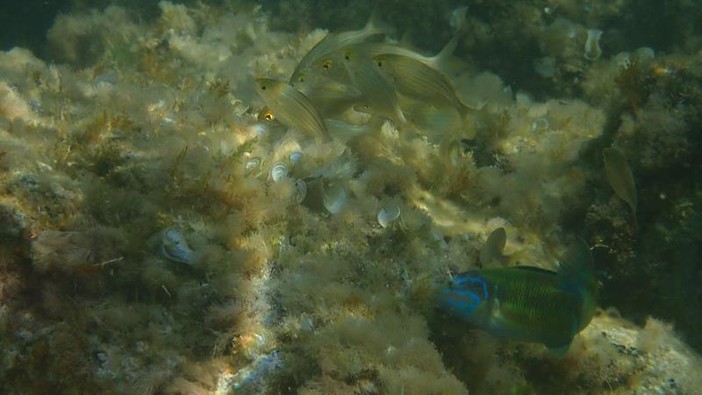 Sottocosta …a cura di Ghjuvan Pasquale Sottocosta …a cura di Ghjuvan Pasquale