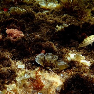 Sottocosta …a cura di Ghjuvan Pasquale