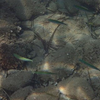 Sottocosta …a cura di Ghjuvan Pasquale