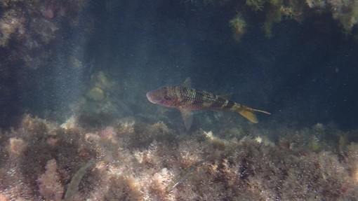 Sottocosta …a cura di Ghjuvan Pasquale Sottocosta …a cura di Ghjuvan Pasquale