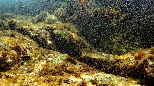 Sottocosta …a cura di Ghjuvan Pasquale Sottocosta …a cura di Ghjuvan Pasquale