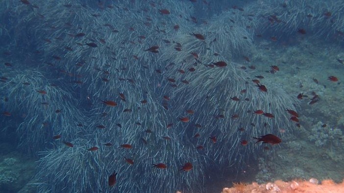 Sottocosta …a cura di Ghjuvan Pasquale Sottocosta …a cura di Ghjuvan Pasquale