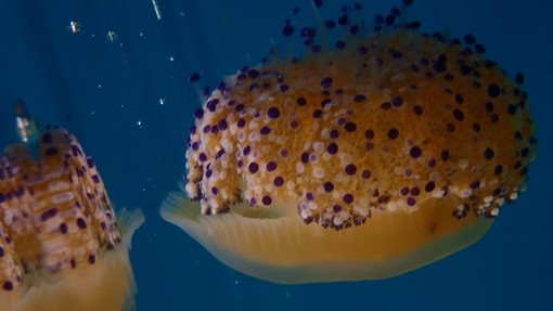 Sottocosta …a cura di Ghjuvan Pasquale Sottocosta …a cura di Ghjuvan Pasquale