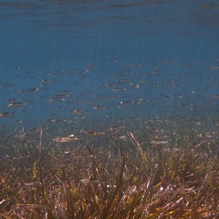 Sottocosta …a cura di Ghjuvan Pasquale