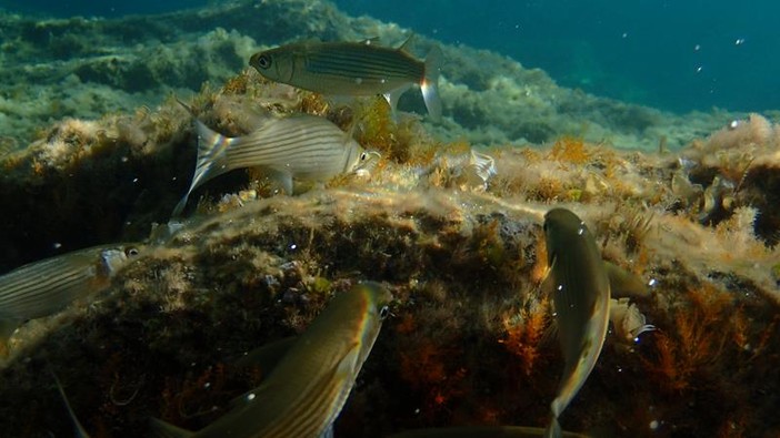 Sottocosta …a cura di Ghjuvan Pasquale Sottocosta …a cura di Ghjuvan Pasquale