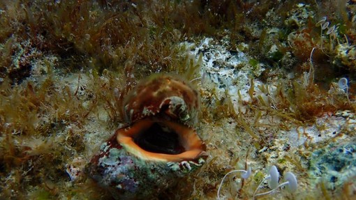 Sottocosta …a cura di Ghjuvan Pasquale Sottocosta …a cura di Ghjuvan Pasquale