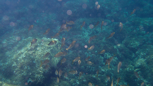 Sottocosta …a cura di Ghjuvan Pasquale