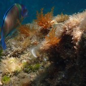 Sottocosta …a cura di Ghjuvan Pasquale