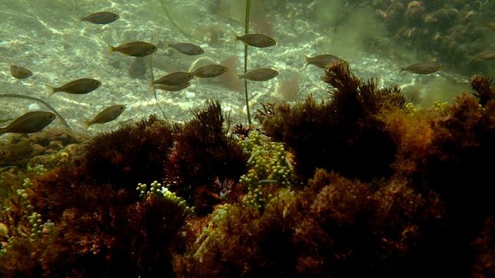 Sottocosta …a cura di Ghjuvan Pasquale