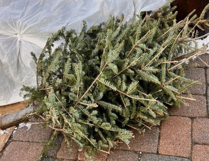 A Nizza torna la raccolta degli alberi di Natale: dal 6 al 26 gennaio dodici punti dedicati