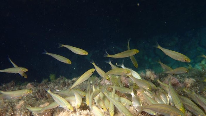 Sottocosta …a cura di Ghjuvan Pasquale