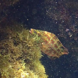 Sottocosta …a cura di Ghjuvan Pasquale