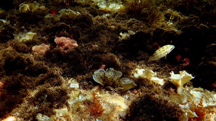 Sottocosta …a cura di Ghjuvan Pasquale