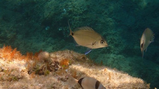 Sottocosta …a cura di Ghjuvan Pasquale Sottocosta …a cura di Ghjuvan Pasquale