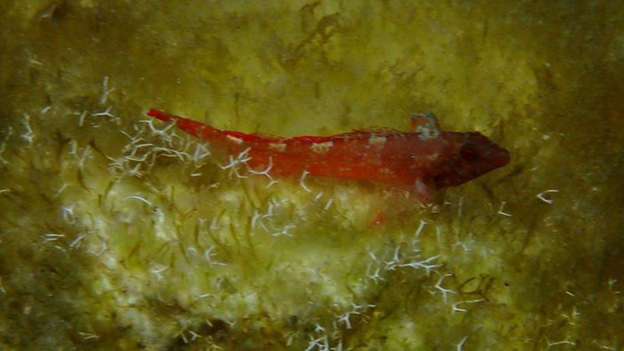 Sottocosta …a cura di Ghjuvan Pasquale Sottocosta …a cura di Ghjuvan Pasquale