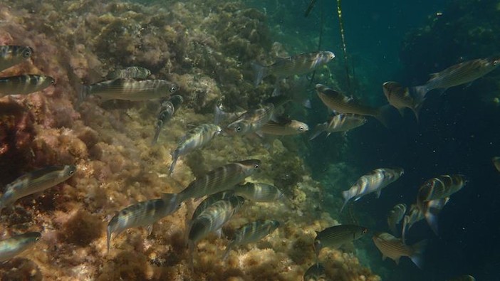 Sottocosta …a cura di Ghjuvan Pasquale Sottocosta …a cura di Ghjuvan Pasquale