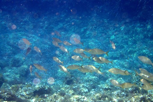 Sottocosta …a cura di Ghjuvan Pasquale