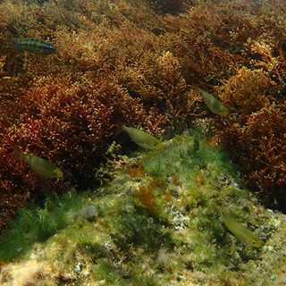 Sottocosta …a cura di Ghjuvan Pasquale