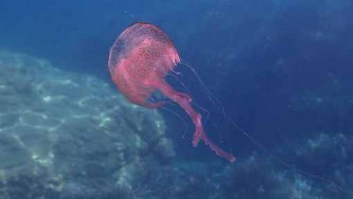 Sottocosta …a cura di Ghjuvan Pasquale Sottocosta …a cura di Ghjuvan Pasquale