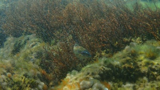 Sottocosta …a cura di Ghjuvan Pasquale Sottocosta …a cura di Ghjuvan Pasquale