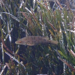 Sottocosta …a cura di Ghjuvan Pasquale