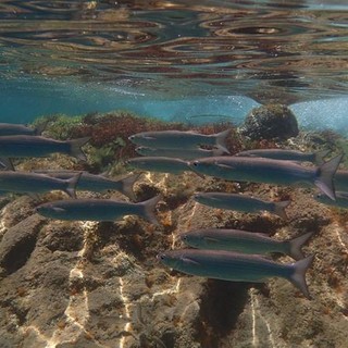 Sottocosta …a cura di Ghjuvan Pasquale