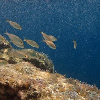 Sottocosta …a cura di Ghjuvan Pasquale