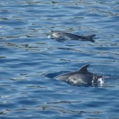 Osservazione dei cetacei nel Mar Mediterraneo: un'imperdibile escursione in barca a vela nel Santuario Pelagos Osservazione dei cetacei nel Mar Mediterraneo: un'imperdibile escursione in barca a vela nel Santuario Pelagos