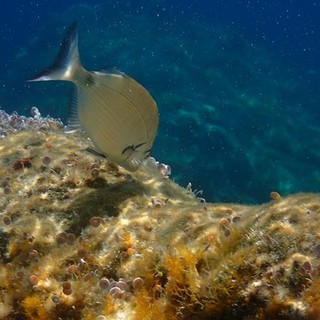 Sottocosta …a cura di Ghjuvan Pasquale