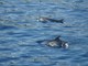 Osservazione dei cetacei nel Mar Mediterraneo: un'imperdibile escursione in barca a vela nel Santuario Pelagos Osservazione dei cetacei nel Mar Mediterraneo: un'imperdibile escursione in barca a vela nel Santuario Pelagos