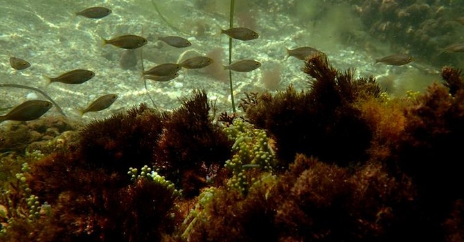 Sottocosta …a cura di Ghjuvan Pasquale